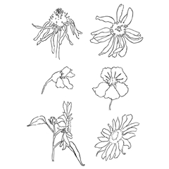 Transzparens pecsételők -  réti virágok